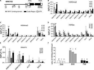 WHIRLY1 Occupancy Affects Histone Lysine Modification and WRKY53 Transcription in Arabidopsis Developmental Manner